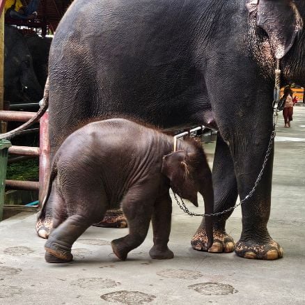 Indonesien säger nej till elefantridning