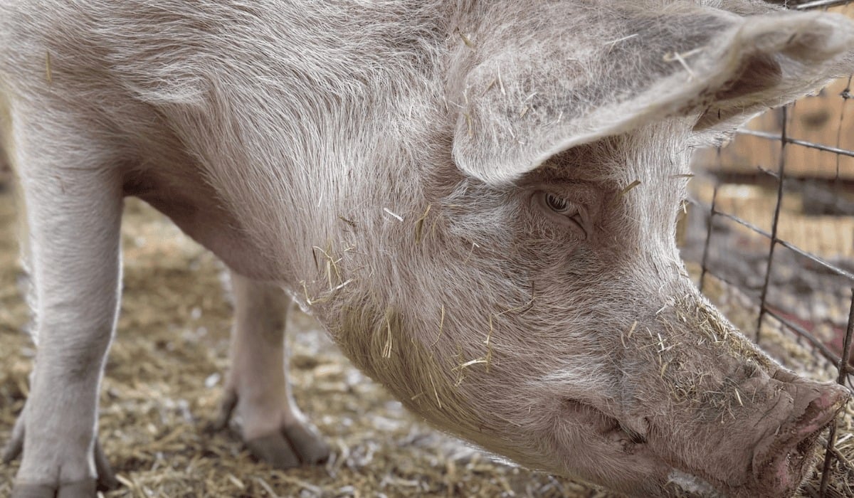 Stort tack till alla som gav en gåva till grisar nyligen.