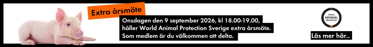 Onsdagen den 9 september 2026, kl 18.00-19.00, håller World Animal Protection Sverige extra årsmöte.