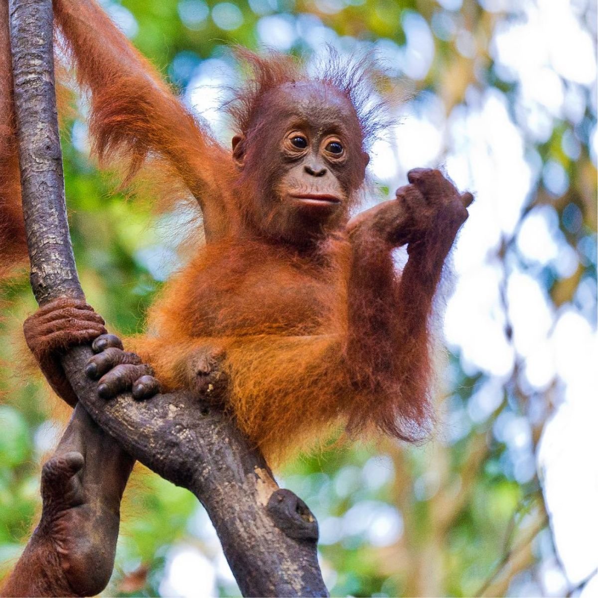Orangutang