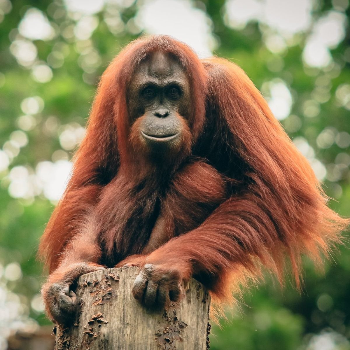 Orangutang