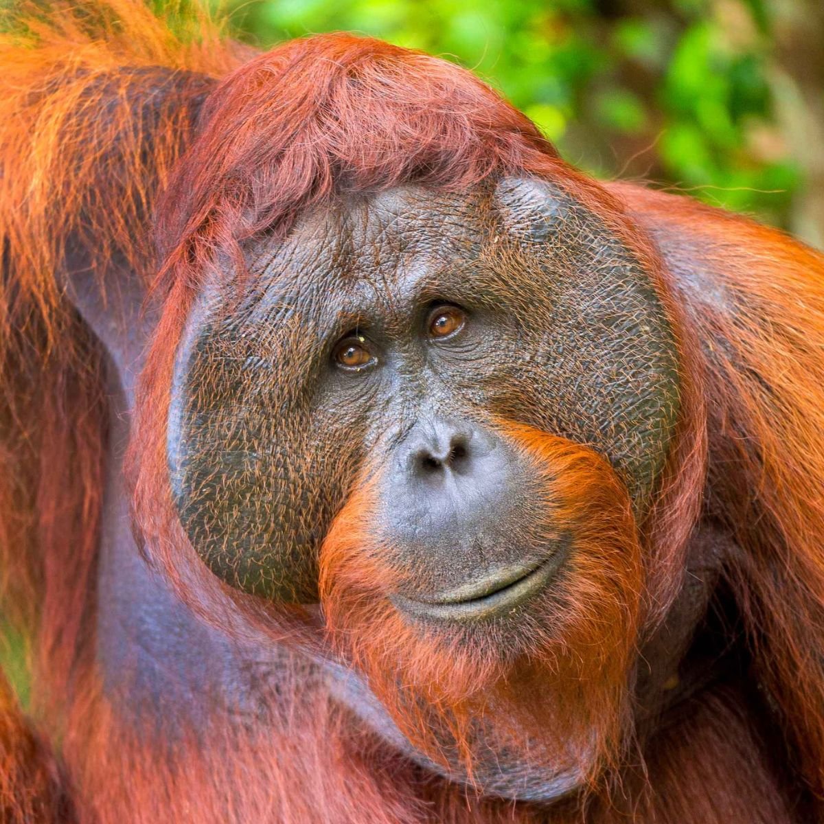 Orangutang