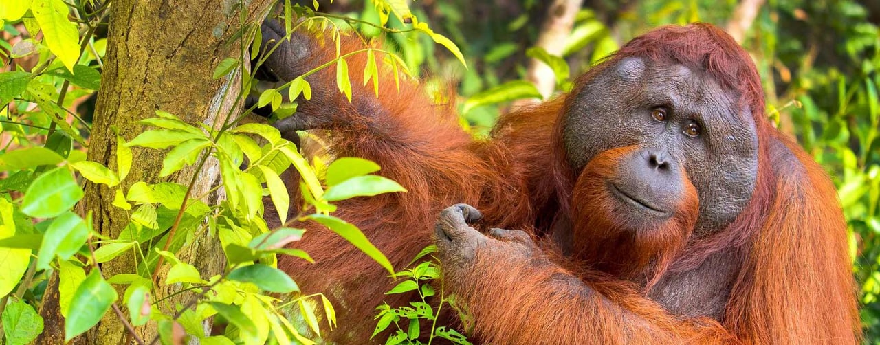 Orangutang