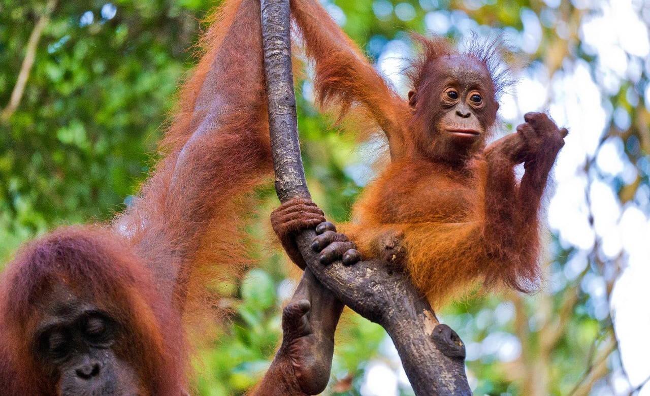 Orangutang