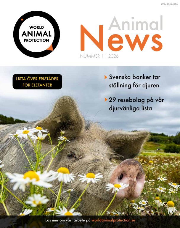Animal News vår sommar 2026