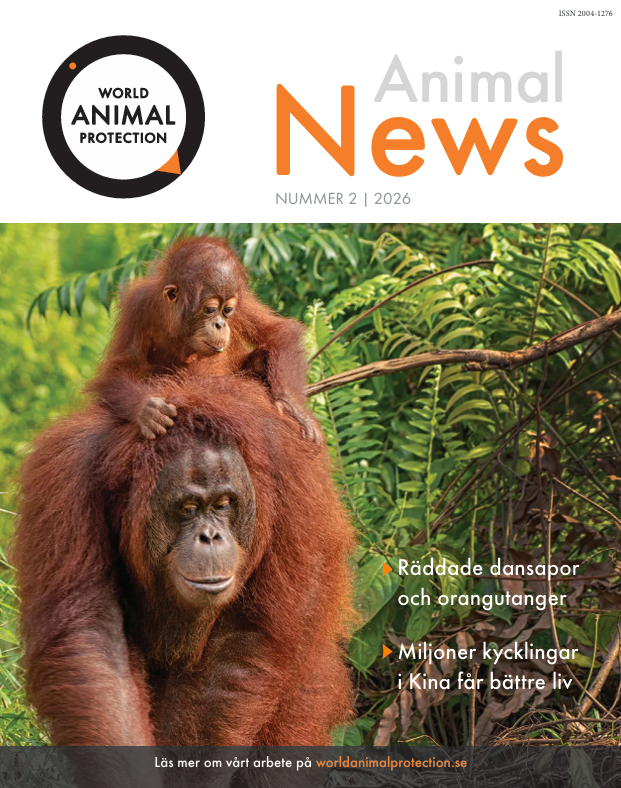 Animal News framsida höst 2026
