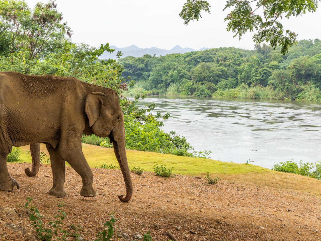 Elefant i elefantfristad