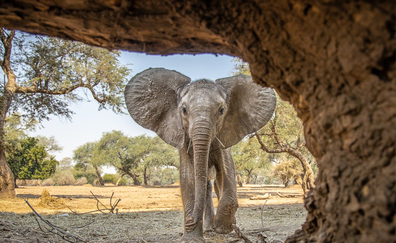 En elefant som går mot ett träd