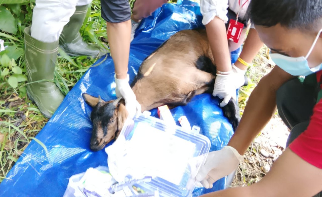 Hund som får akut vård i Nepal