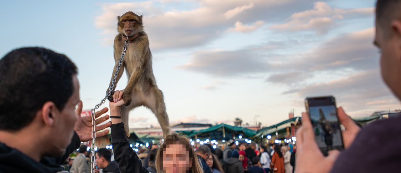 Turist håller upp apa i fångeskap