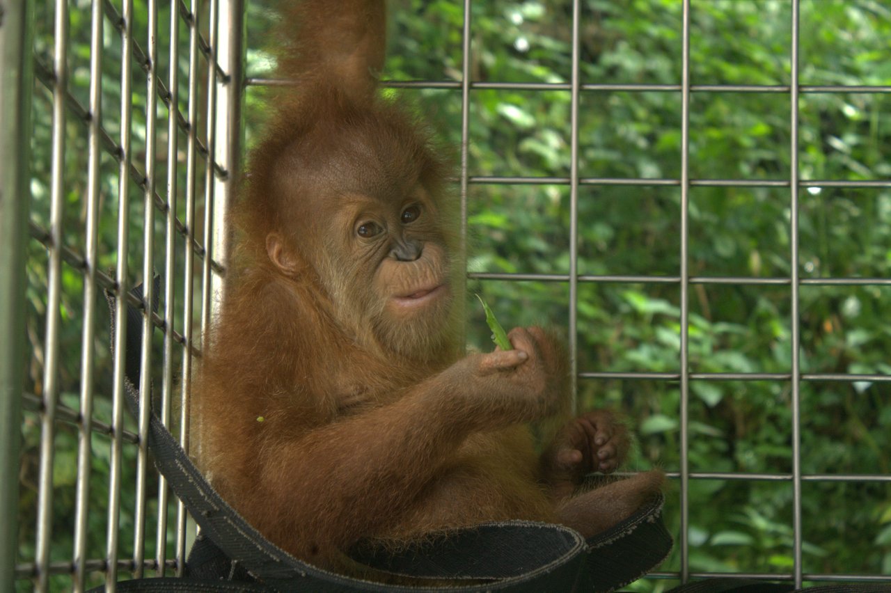 Orangutang i bur