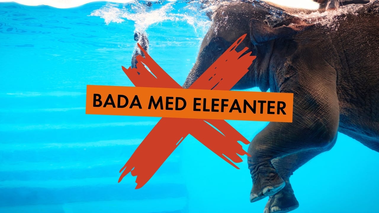 Att bada med elefanter