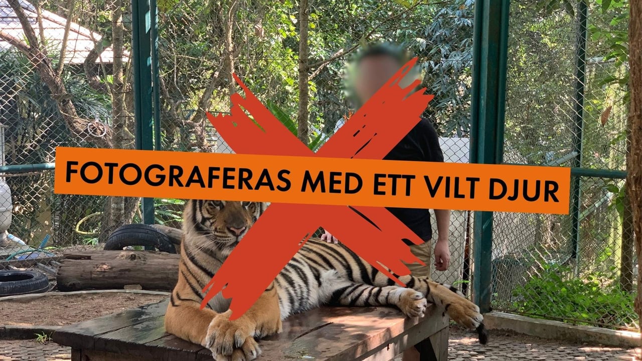 Att fotas med vilda djur