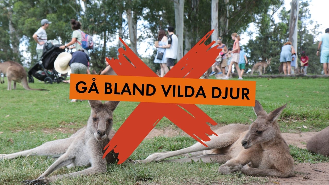 Att gå tillsammans med vilda djur - World Animal Protection / Carol Slater