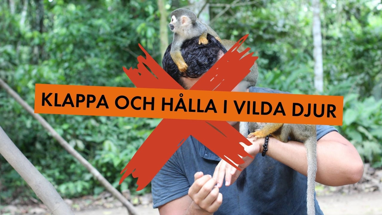 Att klappa och hålla i vilda djur