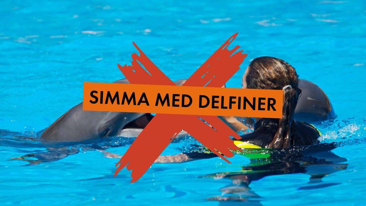 Att simma med delfiner