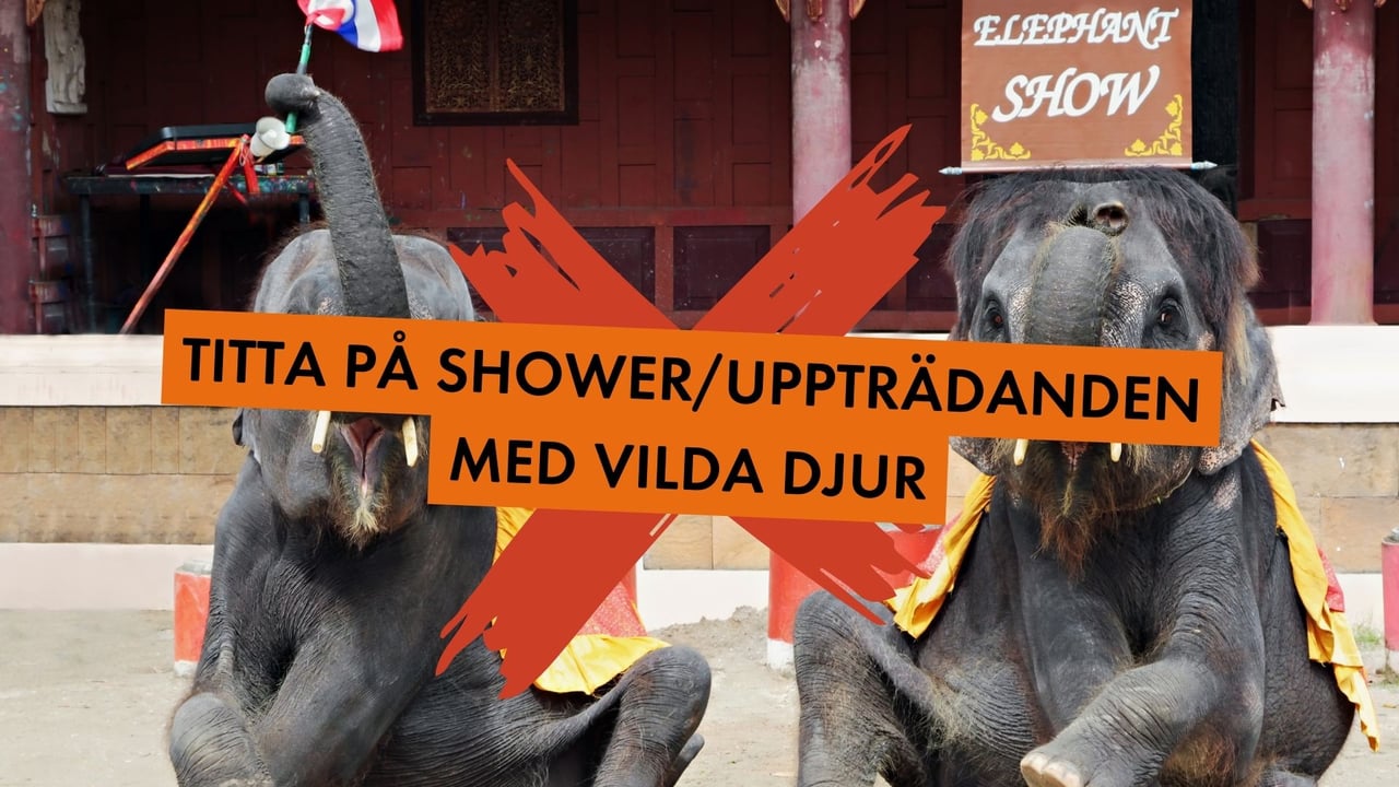 Att titta på shower och andra uppträdanden med vilda djur