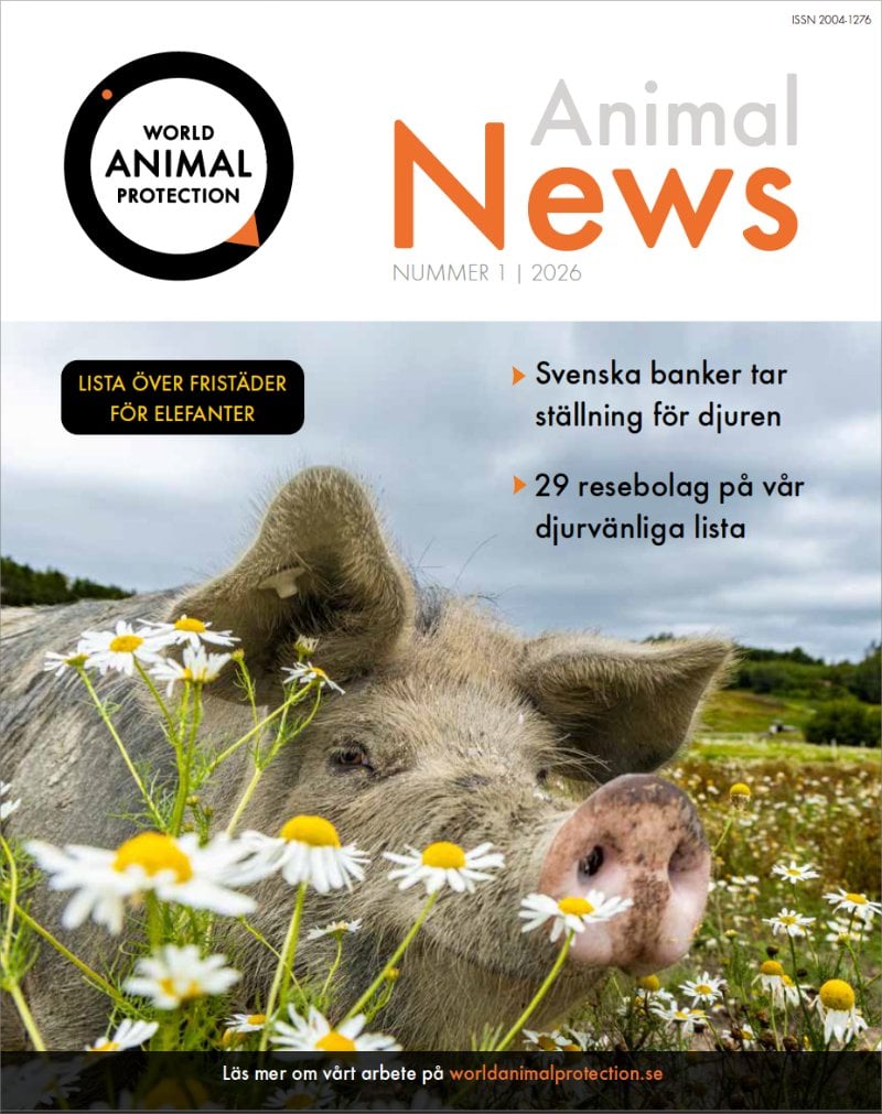 Animal News 2026