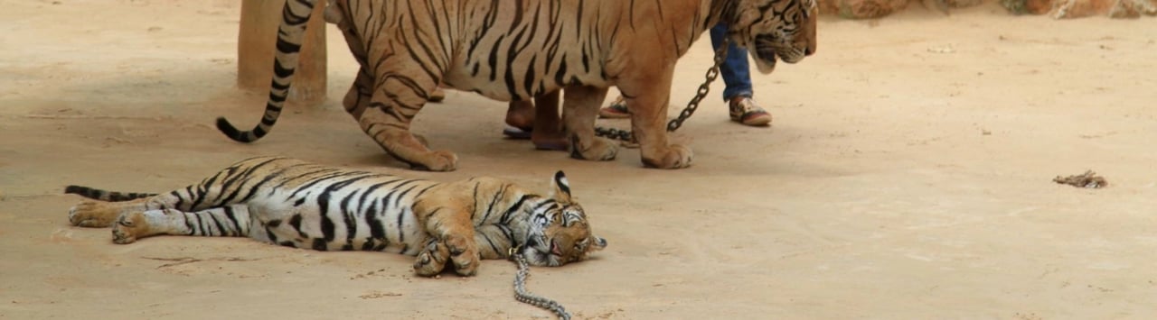 Över 212 000 underskrifter överlämnade för att stoppa nytt tigertempel