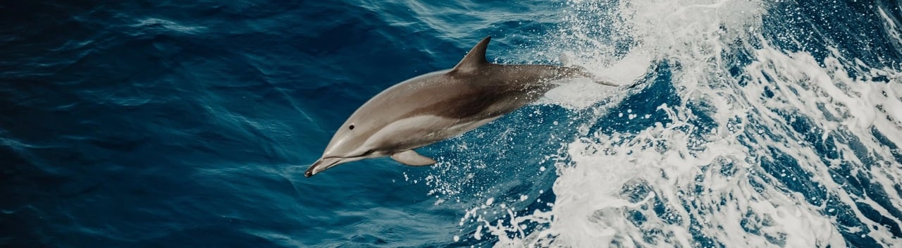 Lär känna: Delfinen