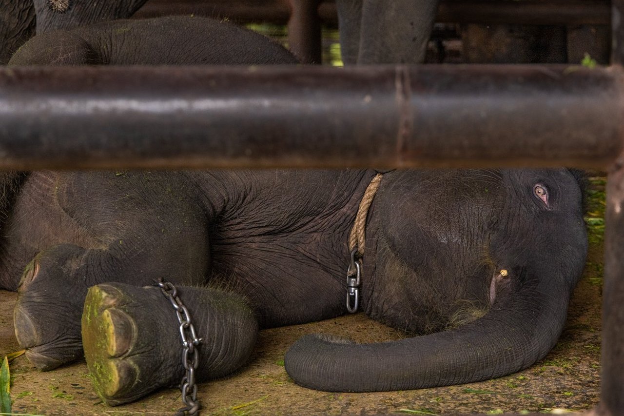 World Animal Protection Sverige - Elefanter är vilda djur som  hör hemma i naturen - Foto: Tom Svensson