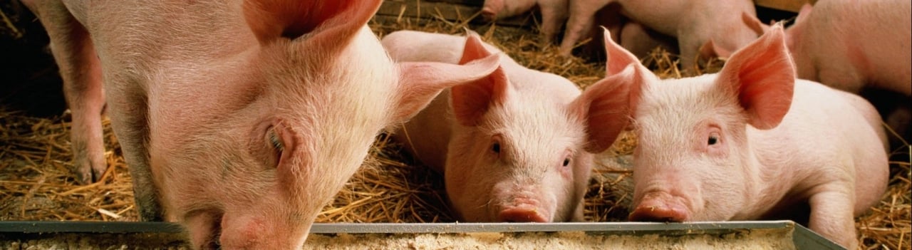 Lär känna: Grisen - World Animal Protection Sverige