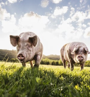Lär känna: Grisen - World Animal Protection Sverige