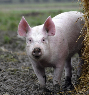 Lär känna: Grisen - World Animal Protection Sverige