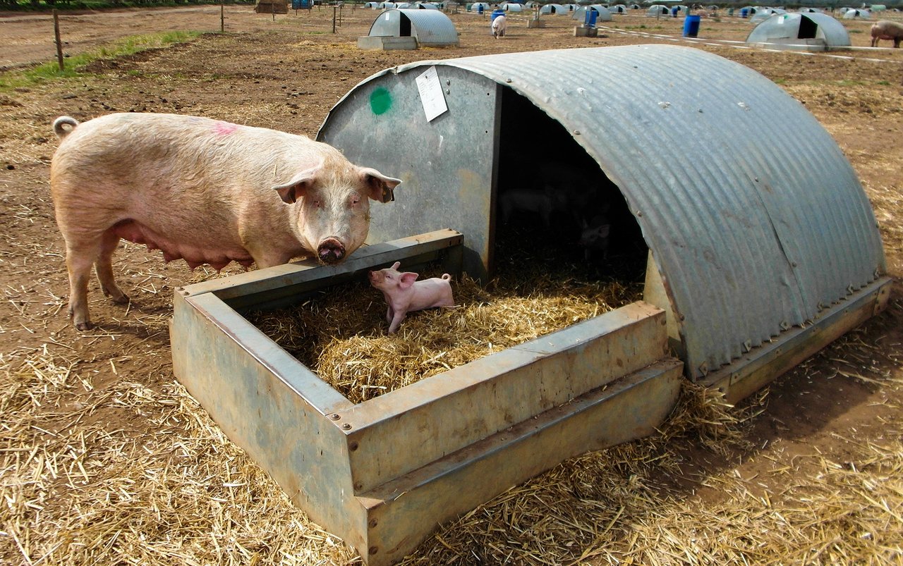 Lär känna: Grisen - World Animal Protection Sverige