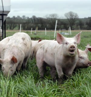 Lär känna: Grisen - World Animal Protection Sverige