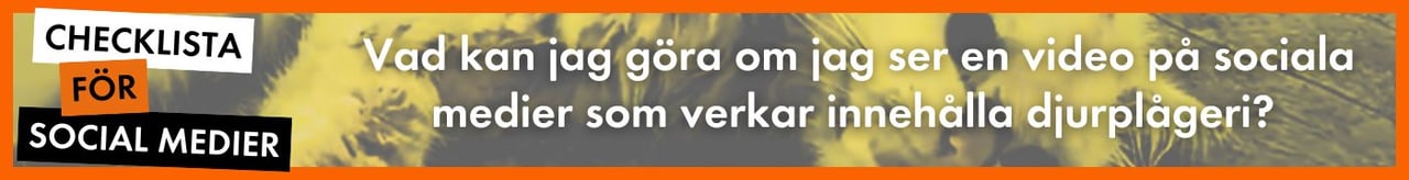 Checklista för sociala medier