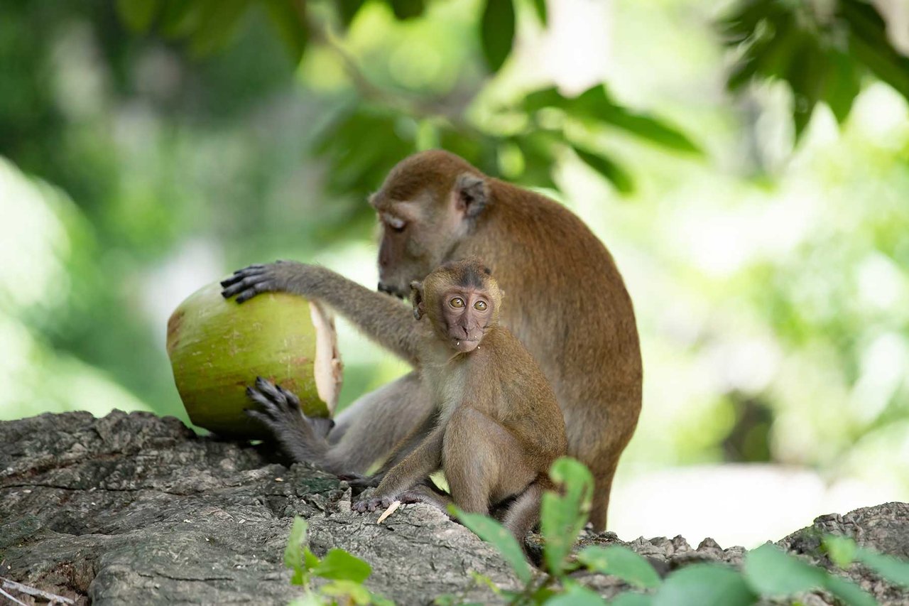 Apor räddas från grym underhållning i Indonesien - Bild med tillstånd av Envato