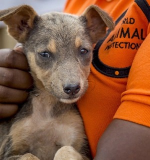 World Animal Protection Sverige - Vad har hänt med djuren under de senaste 70 åren?