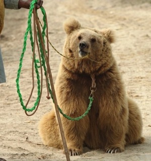 World Animal Protection Sverige - Vad har hänt med djuren under de senaste 70 åren?