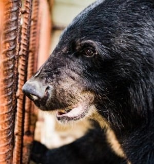 World Animal Protection Sverige - Vad har hänt med djuren under de senaste 70 åren?