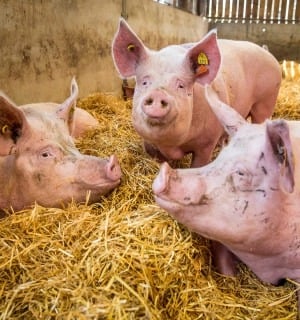 World Animal Protection Sverige - Vad har hänt med djuren under de senaste 70 åren?