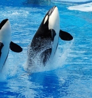 1971 Shamu, den fjärde späckhuggaren som fångats in från naturen, dör i SeaWorld i USA, efter sex års fångenskap. Ungefär en tredjedel av alla världens späckhuggare i fångenskap i dag ägs av SeaWorld. Flera studier visar att djuren lider av de onaturliga förhållandena i små, klorfyllda bassänger.