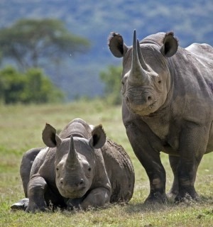 World Animal Protection Sverige - Vad har hänt med djuren under de senaste 70 åren?