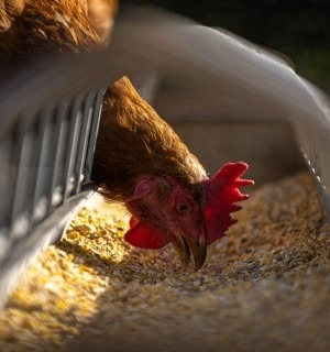 World Animal Protection Sverige - Vad har hänt med djuren under de senaste 70 åren?