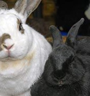 World Animal Protection Sverige - Vad har hänt med djuren under de senaste 70 åren?