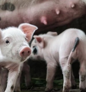 World Animal Protection Sverige - Vad har hänt med djuren under de senaste 70 åren?