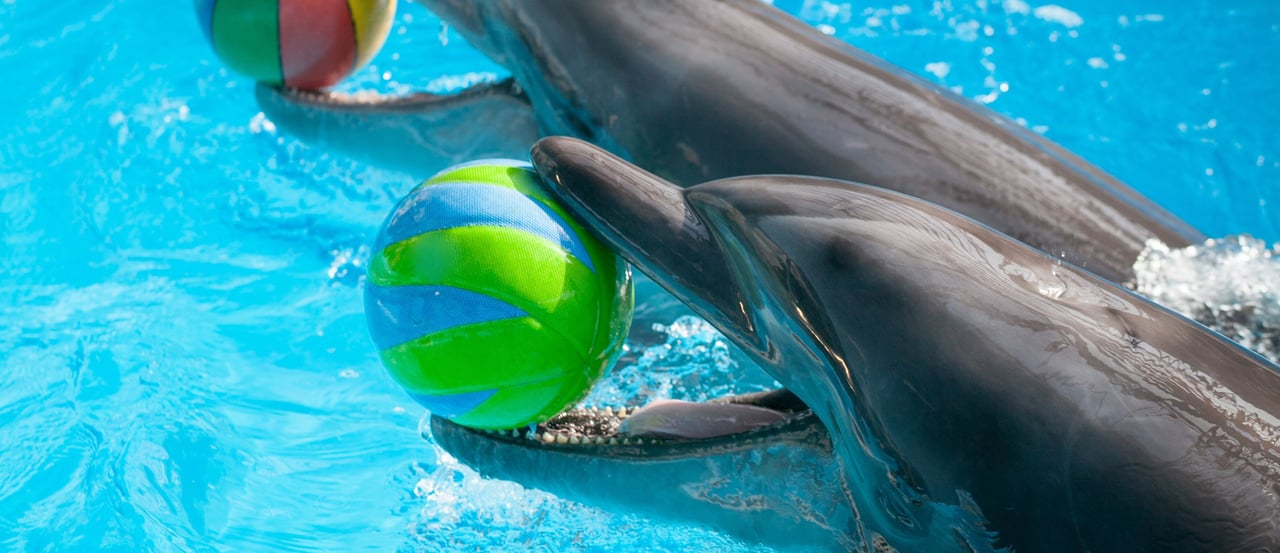 Delfiner i fångenskap har ingen anledning att le