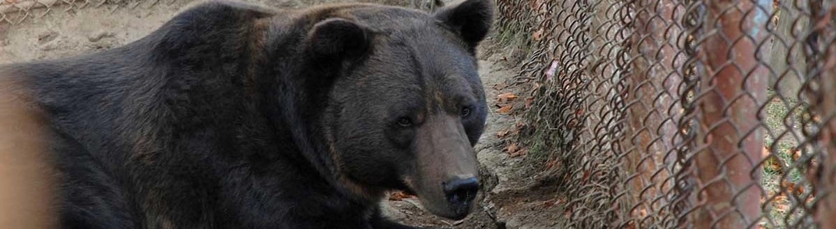 Baloo