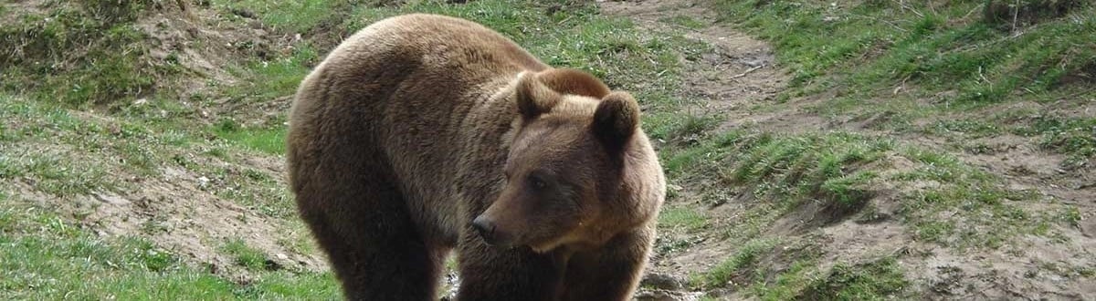 Baloo