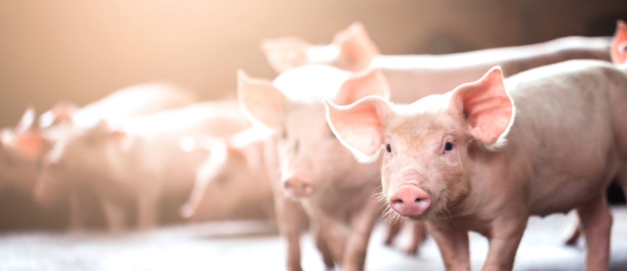 Vill du hjälpa djur som lider?