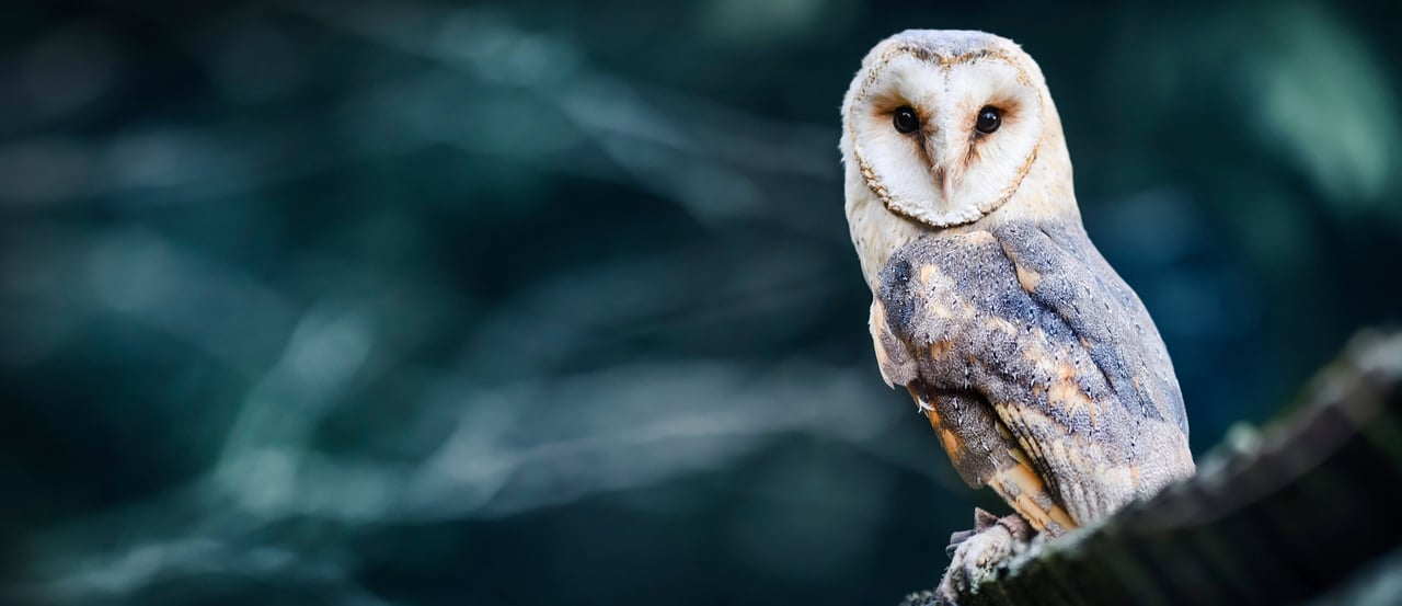 World Animal Protection Sverige