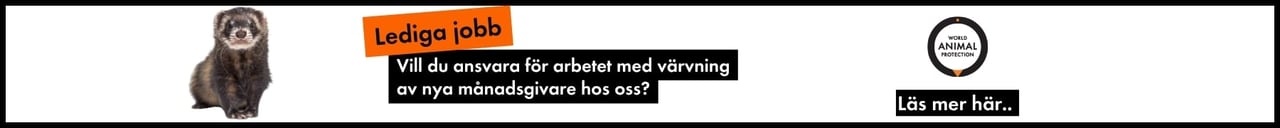 Ansvarig för nya givare