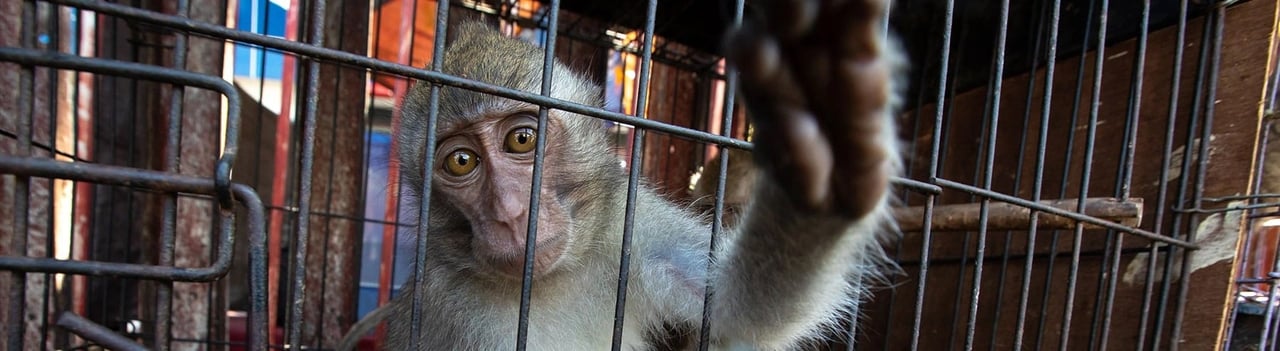 Att människor tar vilda djur från deras naturliga livsmiljöer i naturen och gör dem till handelsvaror ökar risken för zoonoser, det vill säga sjukdomar som kan överföras mellan djur och människor.