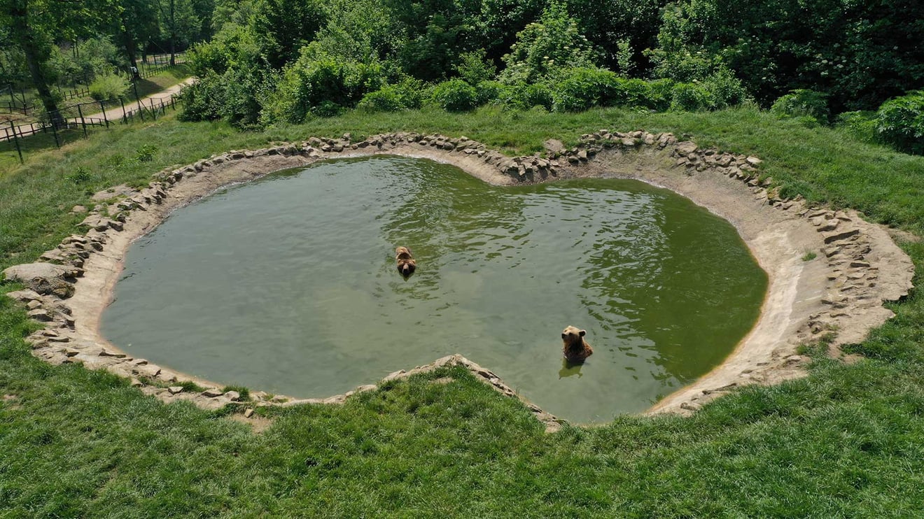 Libearty har hjälpt  björnar i 20 år