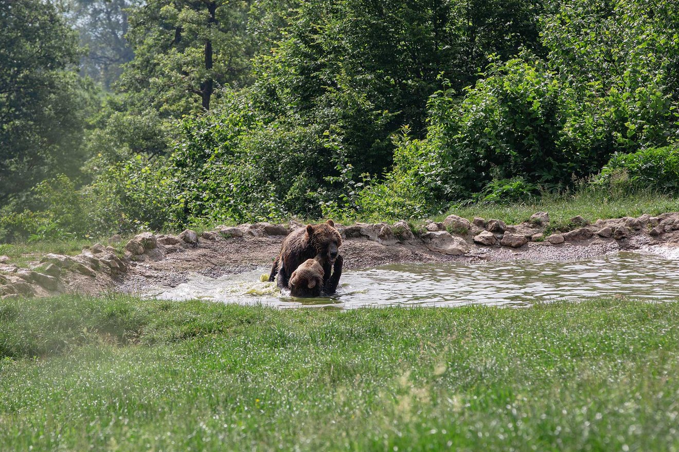 Libearty har hjälpt  björnar i 20 år